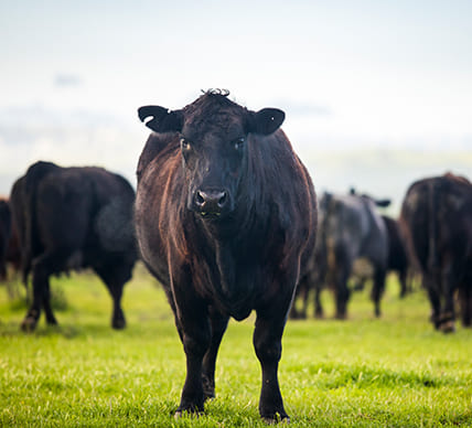 cows in pasture