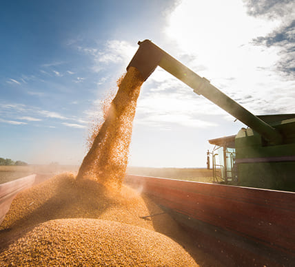 transferring grain